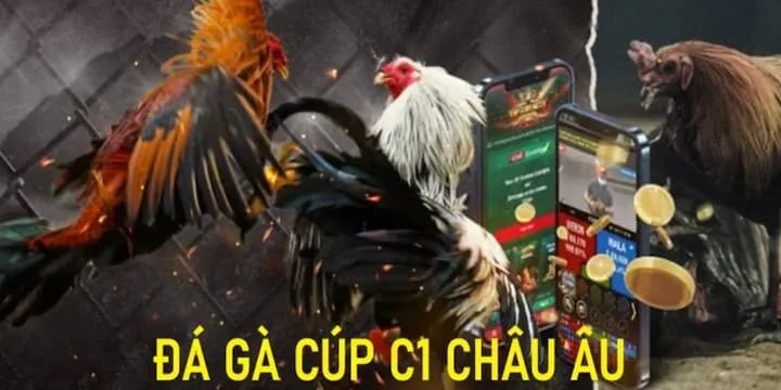 Đá gà cúp C1 tại địa chỉ uy tín 