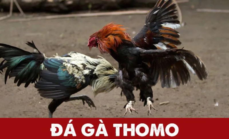 Quy trình đăng ký để chơi đá gà thomo